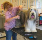 hundesalon coquette effretikon co72